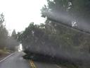 Downed tree on Bay Center Road